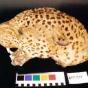 Stuffed Leopard Head